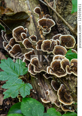 Clusters of Trametes fungi thrive on decaying wood in a lush forest setting, showcasing intricate patterns and natural colors during a sunny afternoon 125059651