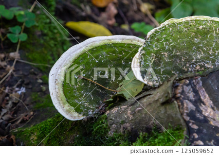 Trametes versicolor, also known as Polyporus versicolor, is a common polypore mushroom found throughout the world and also a well-known traditional medicinal mushroom growing on tree trunks 125059652