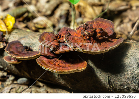 Close-up view of Hymenochaete rubiginosa on a fallen log in a forest environment showcasing its distinct reddish-brown coloration and texture 125059656