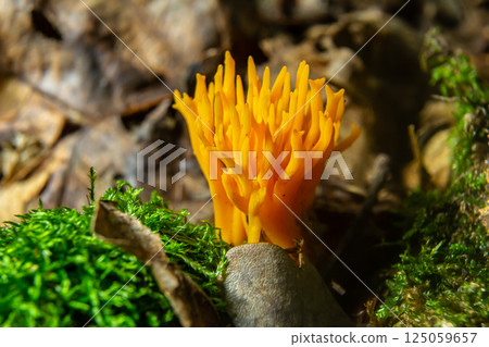 Bright yellow Calocera viscosa emerging from the forest floor, showcasing its unique coral-like structure among moss and leaves 125059657