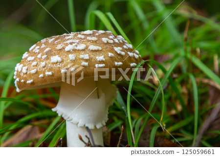 The Amanita pantherina, or the Panther Cap, a beautiful and iconic mushroom. A muted relative of the Amanita muscaria or fly agaric, its cap features a bold pattern The Amanita pantherina, or the Panther Cap, a beautiful and iconic mushroom. A muted relative of the Amanita muscaria or fly agaric, its cap features a bold pattern 125059661
