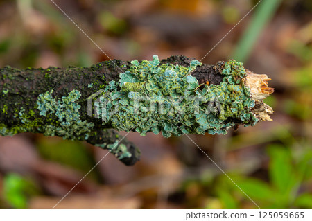 Greenish-blue lichens covering a fallen log in a forest setting during autumn season Greenish-blue lichens covering a fallen log in a forest setting during autumn season 125059665