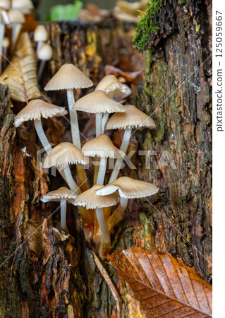 Flock of Psathyrella mushrooms growing on decaying wood in a forest during autumn light 125059667
