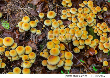 Sulphur tuft, Hypholoma fasciculare, or clustered woodlover on a dead tree Sulphur tuft, Hypholoma fasciculare, or clustered woodlover on a dead tree 125059670