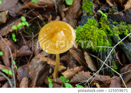 Oudemansiella radicata mushroom thriving on forest floor amidst leaves and moss Oudemansiella radicata mushroom thriving on forest floor amidst leaves and moss 125059671