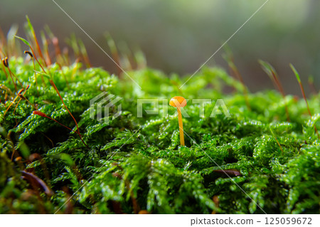 Mushrooms of Amanita phalloides growing on decaying wood in a forest during early autumn 125059672