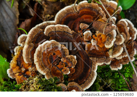 Mushrooms of Amanita phalloides and Hymenochaete rubiginosa growing on decaying wood in a forest setting during early autumn 125059680