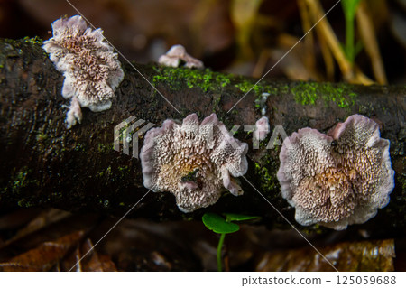 Xylodon fungus growing on a decaying log in a moist forest environment showcasing its intricate texture and natural coloration Xylodon fungus growing on a decaying log in a moist forest environment showcasing its intricate texture and natural coloration 125059688