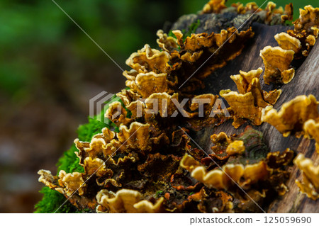 Discovering the intricate details of Psathyrella and Hymenochaete rubiginosa on a decaying log in a sunlit forest Discovering the intricate details of Psathyrella and Hymenochaete rubiginosa on a decaying log in a sunlit forest 125059690