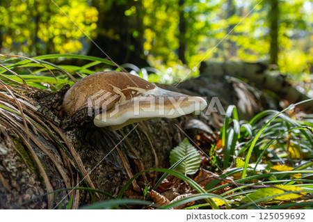 Hymenochaete rubiginosa and Fomitopsis betulina grow on decaying log in lush forest during bright sunny day 125059692