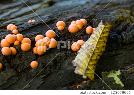 Colorful Lycogala epidendrum fruiting bodies growing on decaying wood in a forest setting during early morning light 125059695