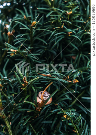 Close-up of a snail shell nestled among the dense green needles of a yew shrub in a garden. Biodiversity in gardens, microhabitats, slow living, ecological awareness Close-up of a snail shell nestled among the dense green needles of a yew shrub in a garden. Biodiversity in gardens, microhabitats, slow living, ecological awareness 125059696