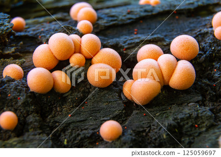 Lycogala epidendrum, commonly known as wolf's milk slime mold, clusters on decaying wood in a forest setting during the humid months of summer Lycogala epidendrum, commonly known as wolf's milk slime mold, clusters on decaying wood in a forest setting during the humid months of summer 125059697
