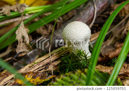A detailed view of a Lycoperdon perlatum mushroom, also known as the common puffball, sitting on the forest floor. Its textured, round shape contrasts with the earthy surroundings A detailed view of a Lycoperdon perlatum mushroom, also known as the common puffball, sitting on the forest floor. Its textured, round shape contrasts with the earthy surroundings 125059701