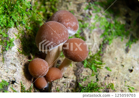 Mushrooms of the genus Psathyrella growing among moss on a decayed log in a forest during early spring Mushrooms of the genus Psathyrella growing among moss on a decayed log in a forest during early spring 125059703