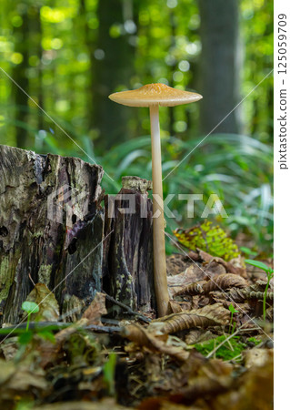 Oudemansiella radicata mushroom grows from tree stump in a lush forest during a sunny day 125059709