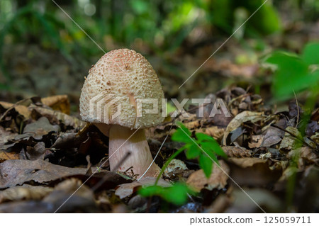 Discovering the unique amanita rubescens among fallen leaves in a lush forest during a sunny day 125059711