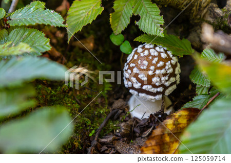 The Amanita pantherina, or the Panther Cap, a beautiful and iconic mushroom. A muted relative of the Amanita muscaria or fly agaric, its cap features a bold pattern The Amanita pantherina, or the Panther Cap, a beautiful and iconic mushroom. A muted relative of the Amanita muscaria or fly agaric, its cap features a bold pattern 125059714
