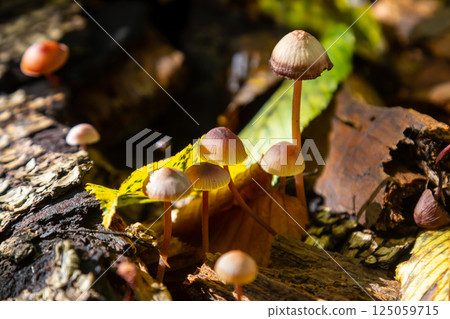 Mushrooms of Amanita phalloides and Mycena galericulata growing on decaying wood amidst autumn foliage 125059715