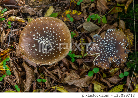 The Amanita pantherina, or the Panther Cap, a beautiful and iconic mushroom. A muted relative of the Amanita muscaria or fly agaric, its cap features a bold pattern 125059718