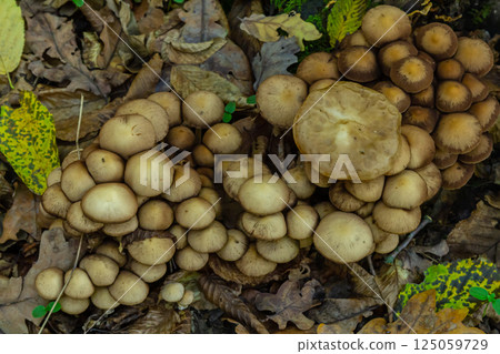 Sulphur tuft, Hypholoma fasciculare, or clustered woodlover on a dead tree 125059729