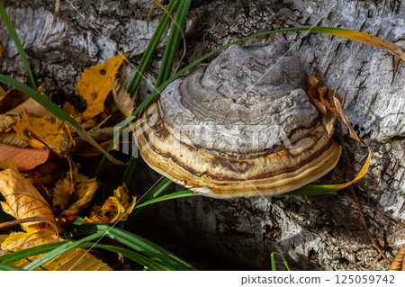 Fomitopsis pinicola, is a stem decay fungus common on softwood and hardwood trees. Its conk fruit body is known as the red-belted conk. The species is common throughout temperate Europe and Asia Fomitopsis pinicola, is a stem decay fungus common on softwood and hardwood trees. Its conk fruit body is known as the red-belted conk. The species is common throughout temperate Europe and Asia 125059742