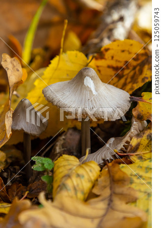 Mushrooms Psathyrella and Mycena galericulata thrive among autumn leaves on a forest floor in a serene natural setting 125059743