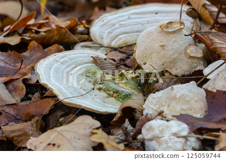 Close-up exploration of Mycena crocata and Trametes hirsuta on forest floor during autumn, showcasing vibrant leaf litter and fungal detail 125059744