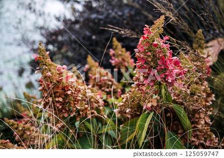 Hydrangea paniculata also known as panicled hydrangea peegee and grandiflora with fading pink blooms. Linked to ornamental gardening autumn textures landscape design and biodiversity 125059747