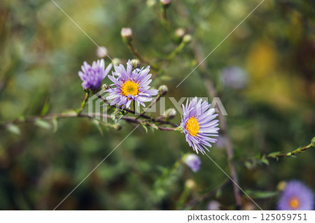 Symphyotrichum novi-belgii also known as New York aster Michaelmas daisy and fall aster with purple blooms. Linked to pollinator support late-season flowering biodiversity and ornamental use Symphyotrichum novi-belgii also known as New York aster Michaelmas daisy and fall aster with purple blooms. Linked to pollinator support late-season flowering biodiversity and ornamental use 125059751