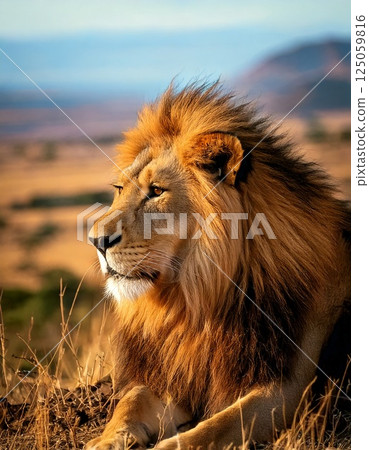 lion 125059816