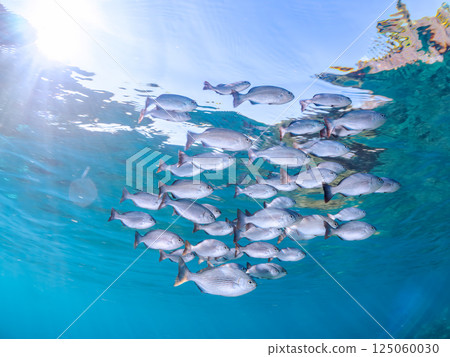 A school of barracudas swimming on the surface of the water. Hirizohama Nakagi Minamiizu Town Izu Peninsula Shizuoka Prefecture 2024 125060030