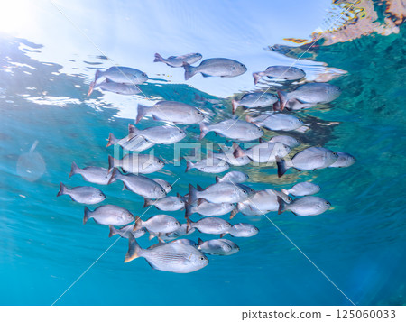 A school of barracudas swimming on the surface of the water. Hirizohama Nakagi Minamiizu Town Izu Peninsula Shizuoka Prefecture 2024 A school of barracudas swimming on the surface of the water. Hirizohama Nakagi Minamiizu Town Izu Peninsula Shizuoka Prefecture 2024 125060033