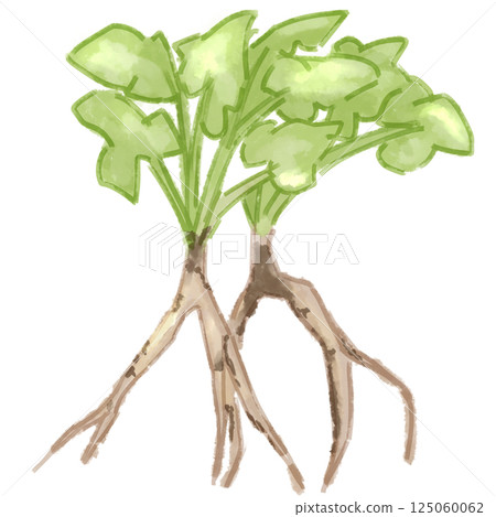 Burdock root Burdock root 125060062