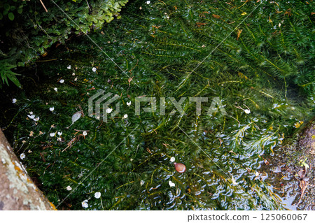 Elodea canadensis flowers growing in a spring. Hirizohama Nakagi Minamiizu Town Izu Peninsula Shizuoka Prefecture 2024 Elodea canadensis flowers growing in a spring. Hirizohama Nakagi Minamiizu Town Izu Peninsula Shizuoka Prefecture 2024 125060067