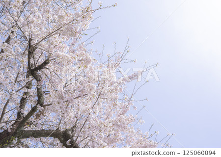 花岡山公園的櫻花在藍天映襯下熠熠生輝 花岡山公園的櫻花在藍天映襯下熠熠生輝 125060094