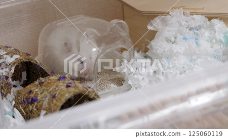 A cute white hamster sitting inside its sand bath container. Surrounded by paper bedding. 125060119