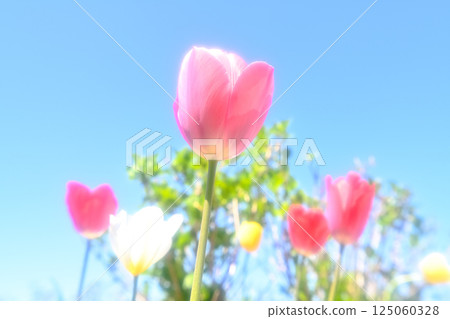 Tulip Tulip 125060328