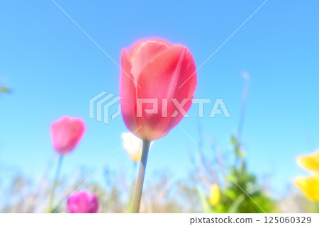 Tulip Tulip 125060329