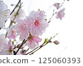 櫻桃樹 125060393
