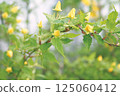 黃花 125060412