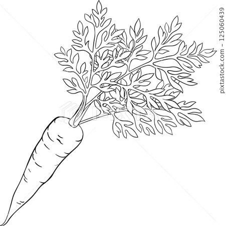 Carrot Root with Leaves Outline Illustration Carrot Root with Leaves Outline Illustration 125060439