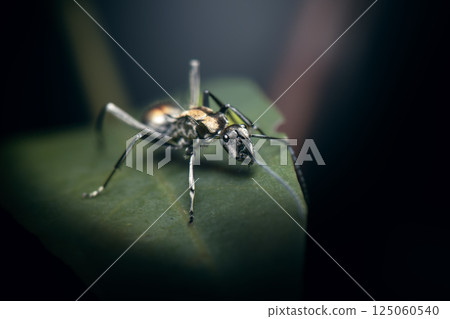 Polyrhachis brisbanensis Ant 125060540