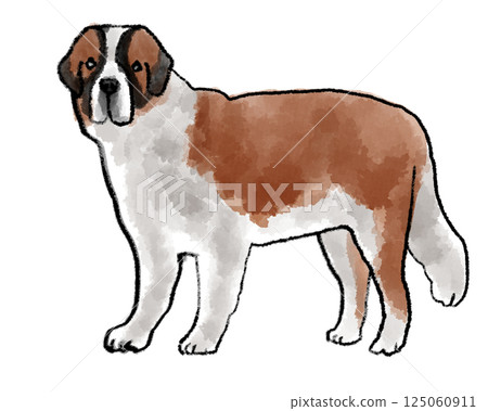 Saint Bernard looking at you Saint Bernard looking at you 125060911