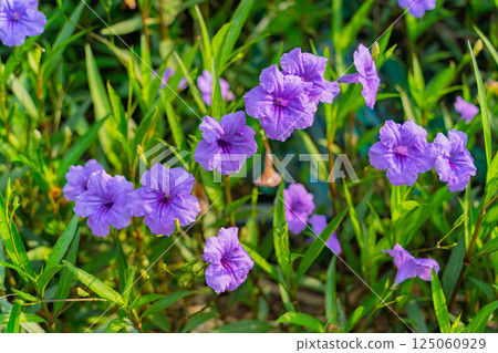 Purple flower. 125060929