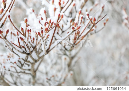 被霜凍覆蓋的樹枝的特寫 125061034