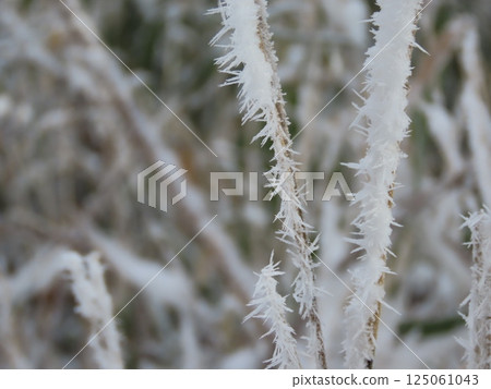A close-up of a branch covered in frost A close-up of a branch covered in frost 125061043
