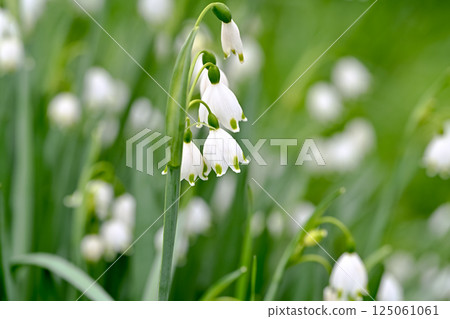 漂亮的雪花 125061061
