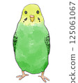 從正面看的綠色虎皮鸚鵡 125061067
