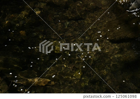 漂浮在河的櫻花瓣 漂浮在河的櫻花瓣 125061098